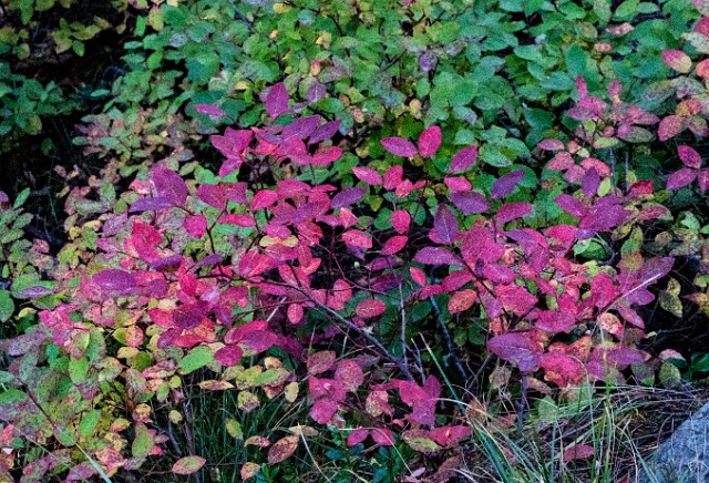 Fall Color 18-3924.jpg